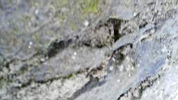 acastle
                          105335.jpg